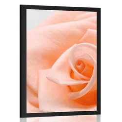 Plakat vrtnica v odtenku breskve - 40x60 no frame