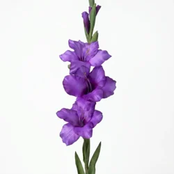 Umetna Gladijola 86 cm modro-vijoličasta - 76 do 100 cm