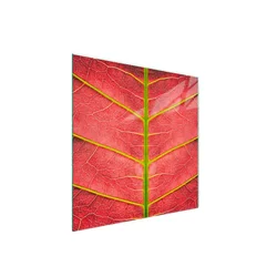 shumee Steklena zaščitna plošča za štedilnik 50x52 Leaf