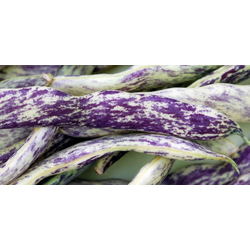 FIŽOL NIZEK STROEJI MERVEILLE DI PIEMONTE 250gr