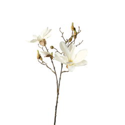 MAGNOLIJA