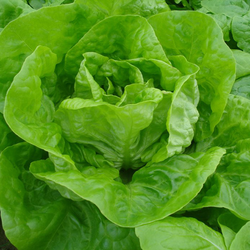 Zelena salata nansen - seme 10 kesica Villager 004304
