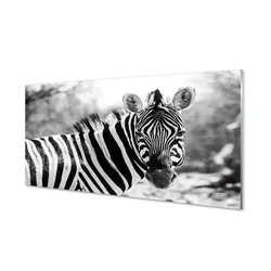 tulup.si Steklena slika Retro zebra 100x50 cm 4 obešalnika
