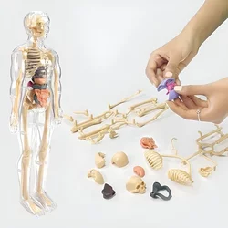 3D model za učenje anatomije človeškega telesa | FLESHTOPIA