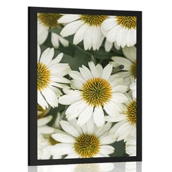 Plakat zdravilni cvetovi kamilice - 20x30 no frame