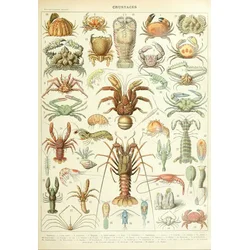 Grafika - Puzzle Ilustracija iz Larousse: Raki - 1 000 kosov