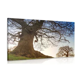 Slika simbioza dreves - 60x40
