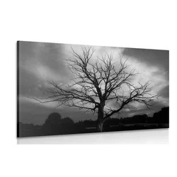 Slika črnobelo drevo življenja na travniku - 90x60