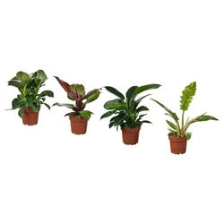 PHILODENDRON Zasađena biljka, filodendron raznovrsno, 12 cm