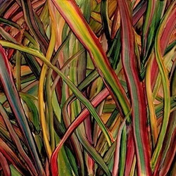 Gengahr - Where Wildness Grows (LP)