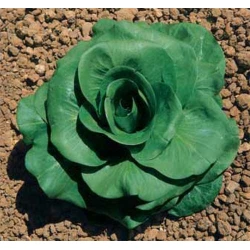 RADIČ A GRUMOLO VERDE 10gr