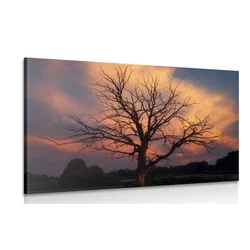 Slika čudovito drevo na travniku - 40x30