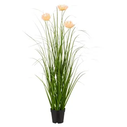 Ukrasni Žbun Trave U Saksiji Blossom