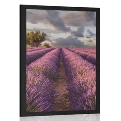 Plakat dežela polja sivke - 60x90 no frame