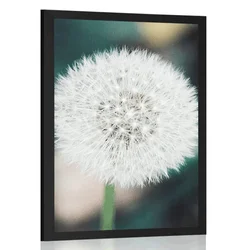 Plakat bela puhasta regratova lučka - 60x90 silver