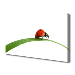 tulup.si Slika na platnu Ladybug narava 120x60 cm