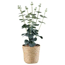 Veštačka Biljka Eukalyphus