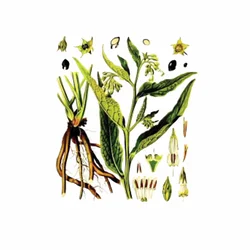 Gavez (Symphytum officinale), 100g