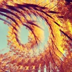 A Hawk And A Hacksaw - Forest Bathing (LP)