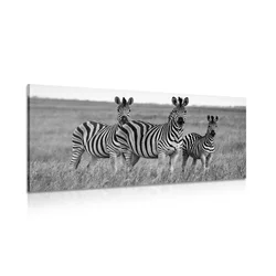 Slika tri zebre v savani v črnobeli izvedbi - 200x100