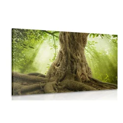 Slika krošnja drevesa - 30x20