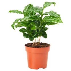 COFFEA ARABICA Lončnica, navadni kavovec, 9 cm
