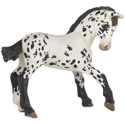 shumee Žrebe appaloosa