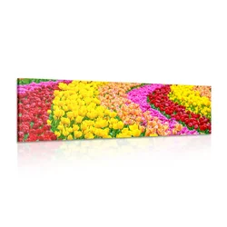 Slika barviti tulipani - 135x45