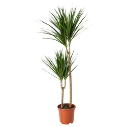 DRACAENA MARGINATA Lončnica, obrobljeni zmajevec/2-stebelna, 19 cm