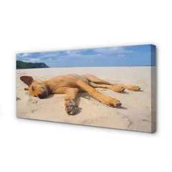 tulup.si Slika na platnu Leži pasjo plažo 120x60 cm