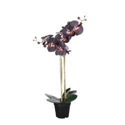 PHALAENOPSIS ORHIDEJA