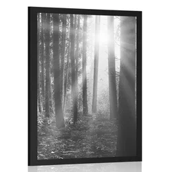 Plakat sončni vzhod v gozdu v črnobeli varianti - 30x45 no frame