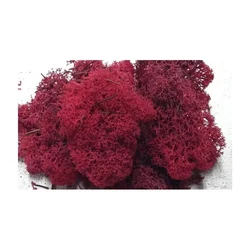 Islandski lišaj 500g - bordo