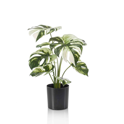 Monstera grm 40 cm v lončku - zelena - višina 40 cm