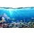 Tapeta tropske ribe - 294x270