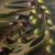 Slika sredozemske olive - 120x80