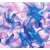 Tapeta čudovita peresca - 294x270