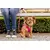 curli povodec za pse Comfort Pink L