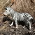 Safari Stepska zebra