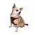 Paws & Whiskers Am za pse Air-Mesh, Bordo