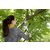 GARDENA Makaze za grane energystar 600 B