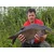 shumee MF Diffusion Micro Boilies 8mm/20g - Strawberry Supreme method baits