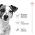 Royal Canin Hrana za pse Mini Adult +8 8kg