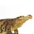 Safari Sarcosuchus dinozaver