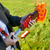 Nerf minecraft Firebrand