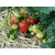 33 SUM77 Sumin gnojilo za jagode, gozdne jagode, maline in robide, optimalna sestava 1 kg