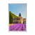 Plakat Provansa s polji sivke - 30x45 black