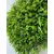 Zeleni zid 3D Wild, 40x60 cm