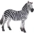 Mojo Zebra kobila