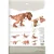GRAINE CREATIVE 3D Puzzle T-rex 49kos